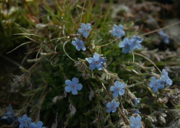 Eritrichium nanum / Eritrichio nano